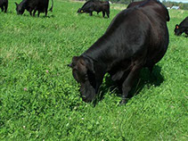 beef grazing